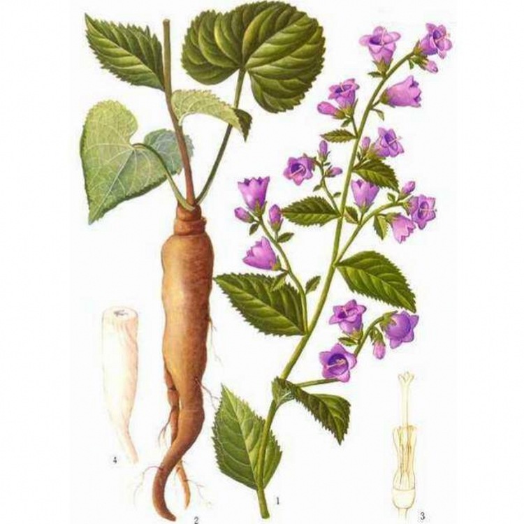 南沙参粉 泡沙参提取物粉 南沙参浓缩粉