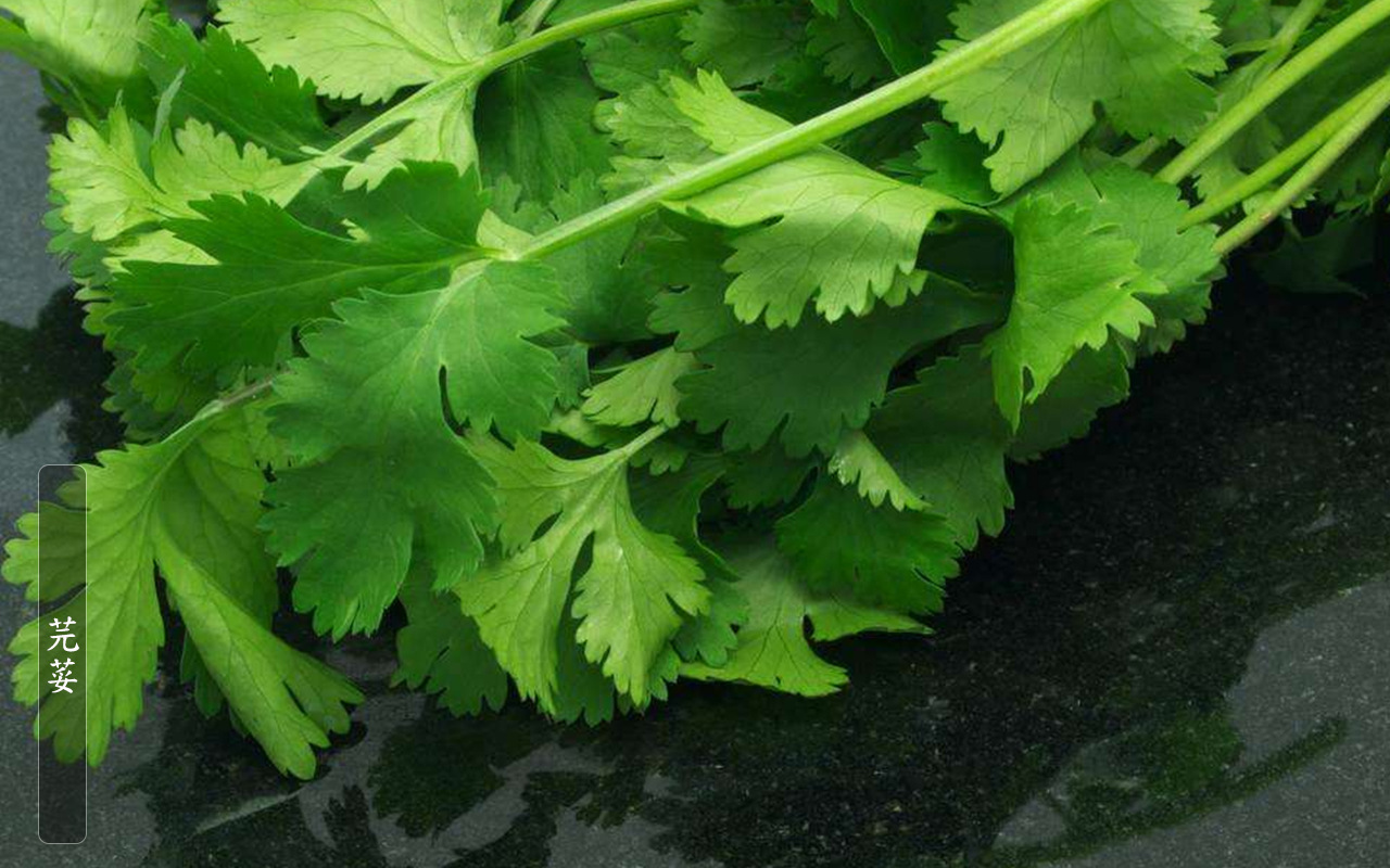 云南特产新鲜大香菜 大芫荽 胡荽 大货批发 餐厅酒店