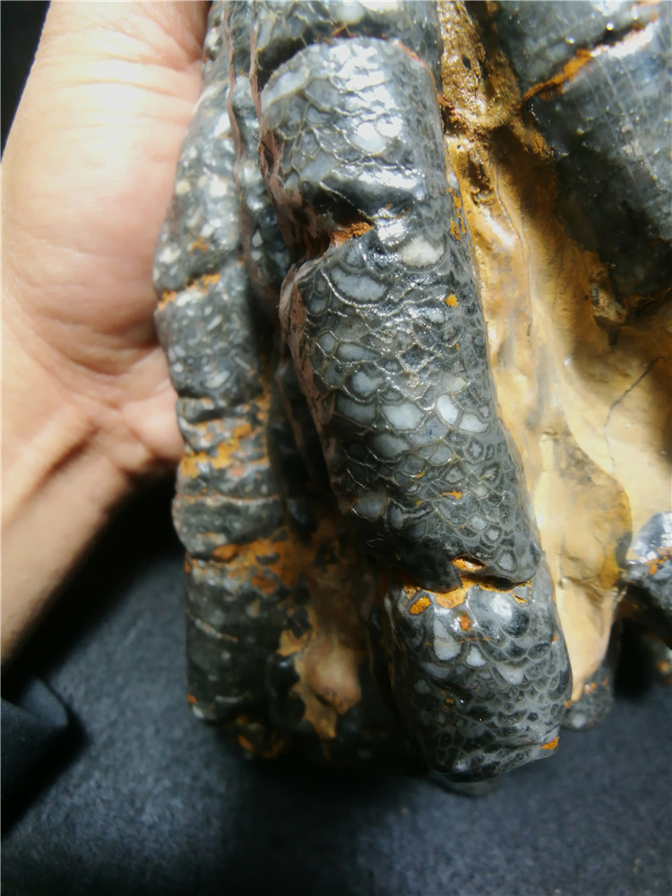 a环节动物玉化石摆件奇石鳞片纹玛瑙原石奇石原石玉石