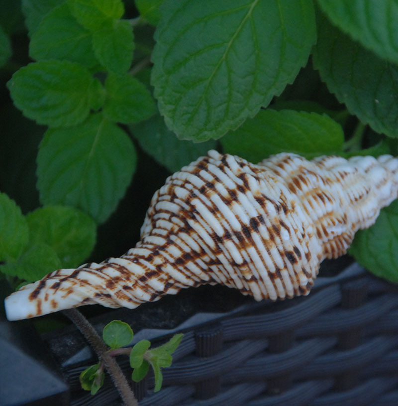 花斑长旋螺天然海螺贝壳寄居蟹专用壳长号螺鱼缸水族造景家居装饰