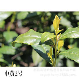 【中黄2号茶苗】浙江茶苗中黄二号 中黄2号 茶苗 黄茶茶苗
