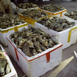 厂家直销湛江生蚝批发生蚝牡蛎蛎子批发80斤净重小蚝(400头左右)