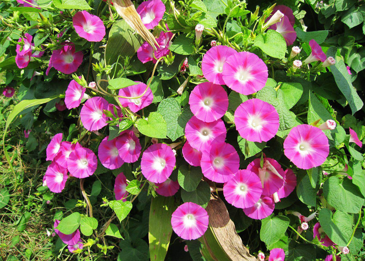 包邮观花爬藤类花草花卉植物朝颜碗公花牵牛花种子喇叭花二丑药材