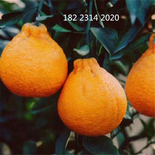 丑柑橘苗批发 又名不知火 新品种 果树苗批发 南方种植