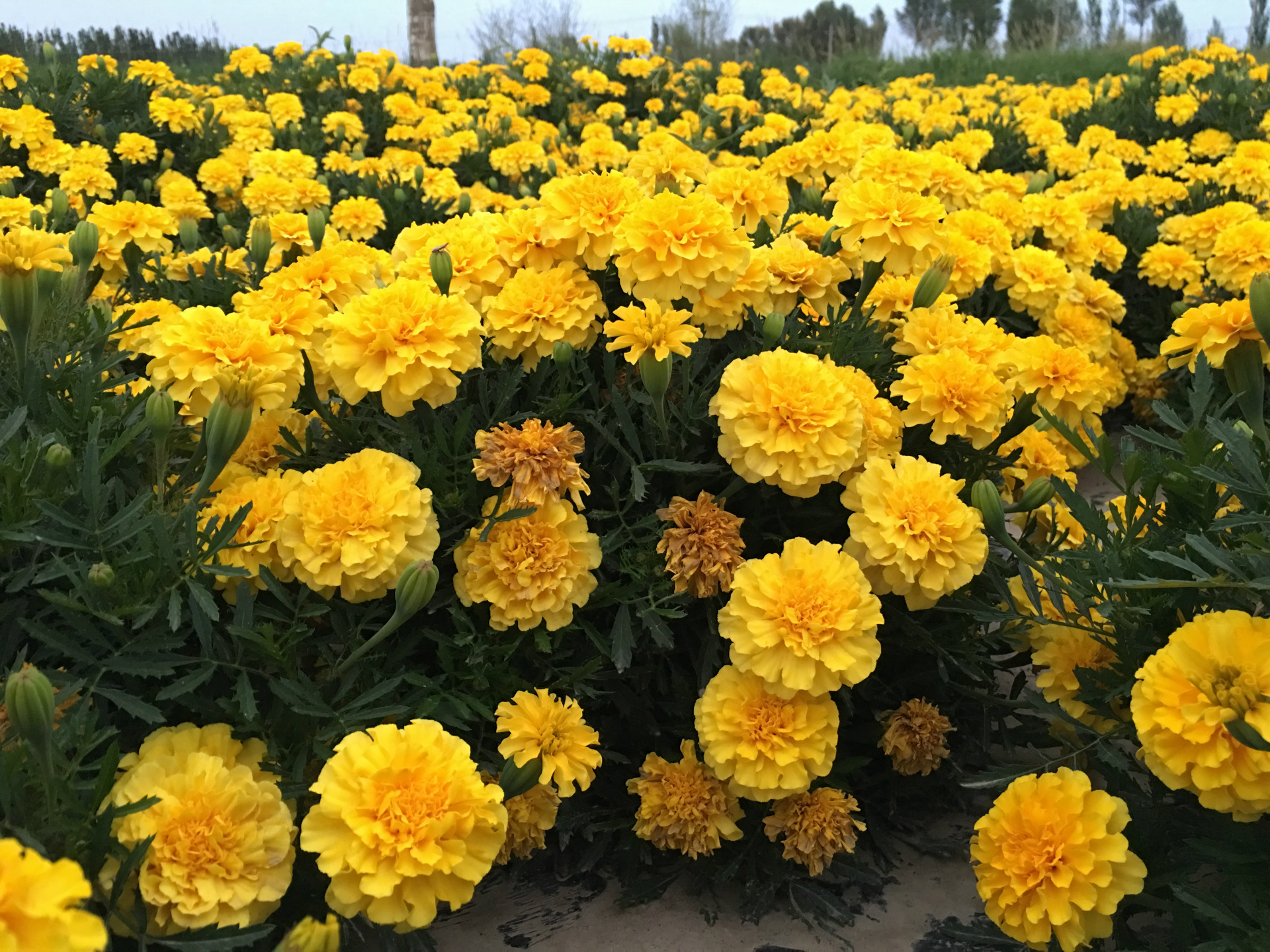 【飞龙园艺】孔雀草花卉 易种观赏花卉 绿化 香草 品种齐全 量大