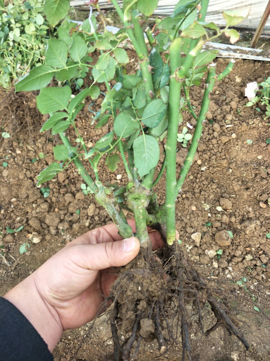 玫瑰种苗23年生大苗玫瑰苗玫瑰花苗月季种苗