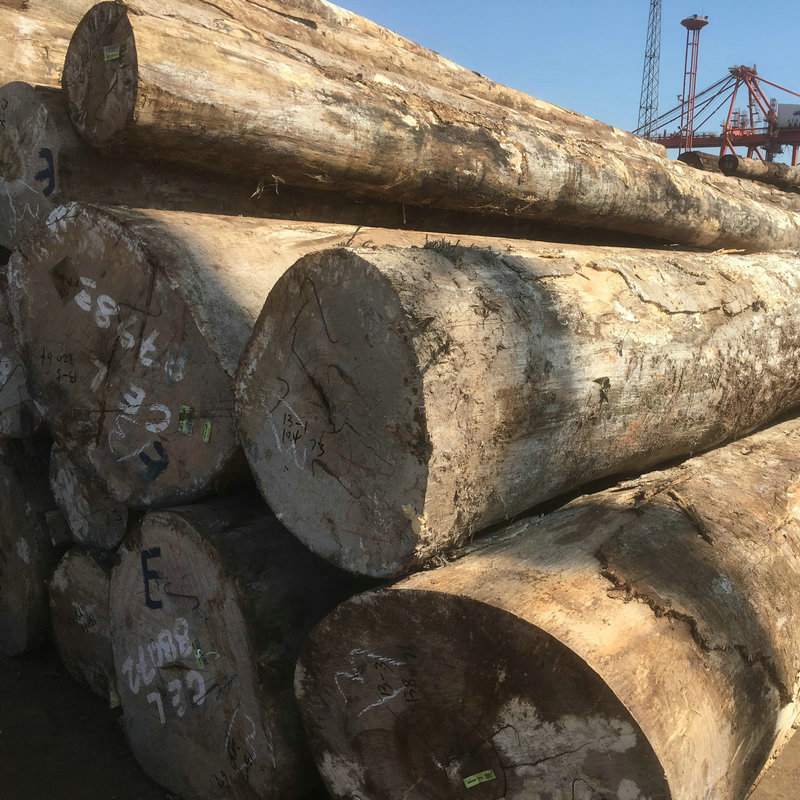 巴新进口朴木原木材 张家港进口原木木材出售批发 轻朴木加工定制