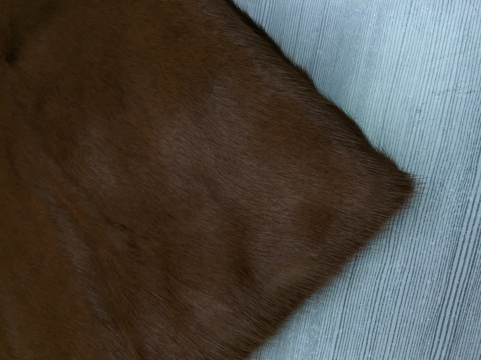 【海涛皮业*现货供应】马毛皮棕色板栗色咖啡色纯色牛毛皮真皮