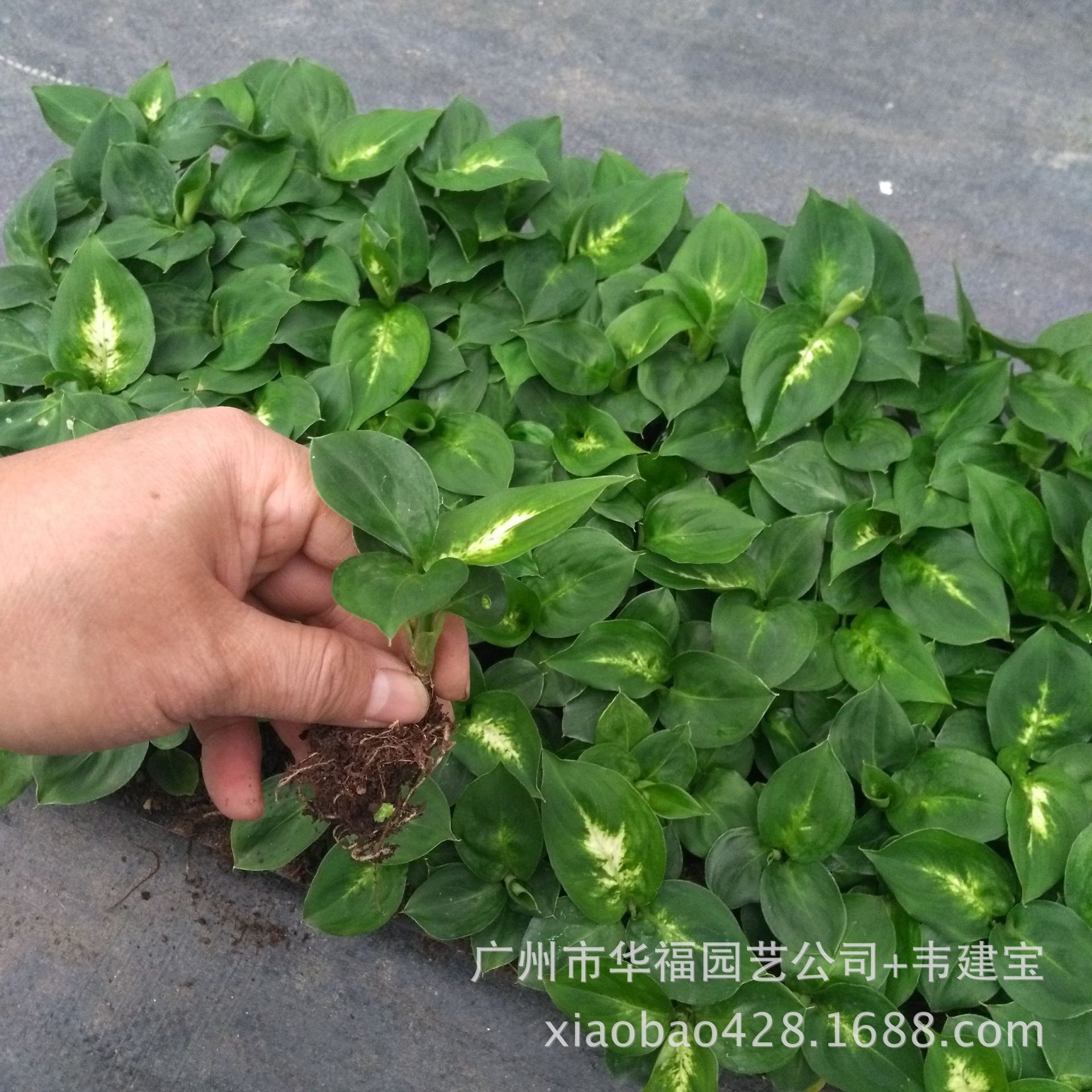 厂家供应室内趣味观叶绿植绿魔万年青组培穴盘苗园林花卉种苗批发￥3