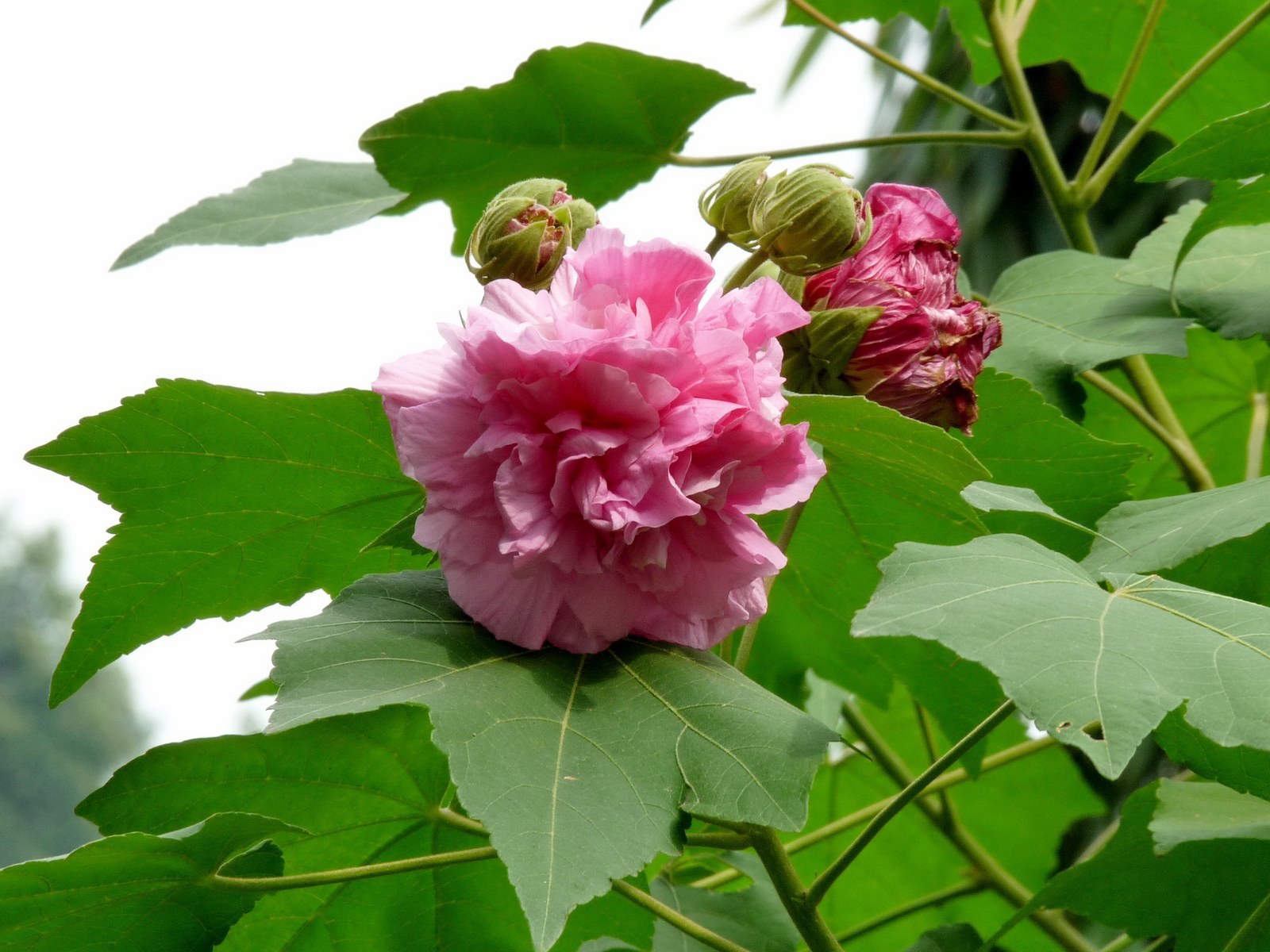 芙蓉树叶图片大全图片