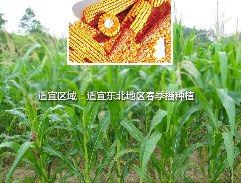 供应粮食农作物现丰京科968 果穗筒型籽粒黄色半马齿玉米种子批发