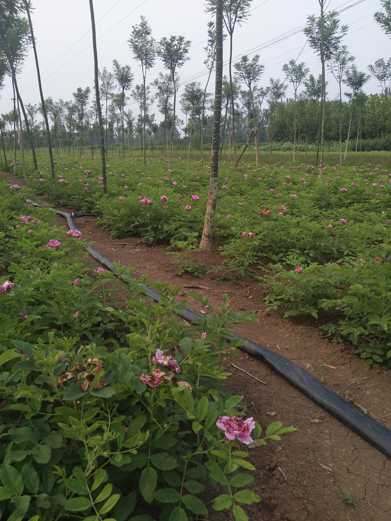 超低价出售-四季冷香玫瑰花苗 月季苗 香气袭人当年开花
