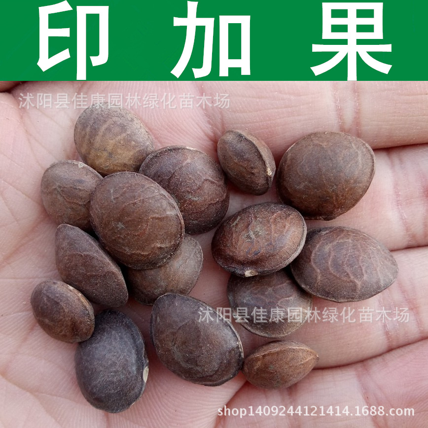 印加果种子 印加花生 印奇果 南美油藤种子 星油藤 1件=1斤