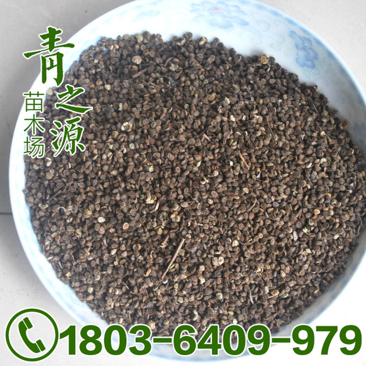 优质花草种子批发 牵牛花种子 情人草种子 品种齐全 发芽率高