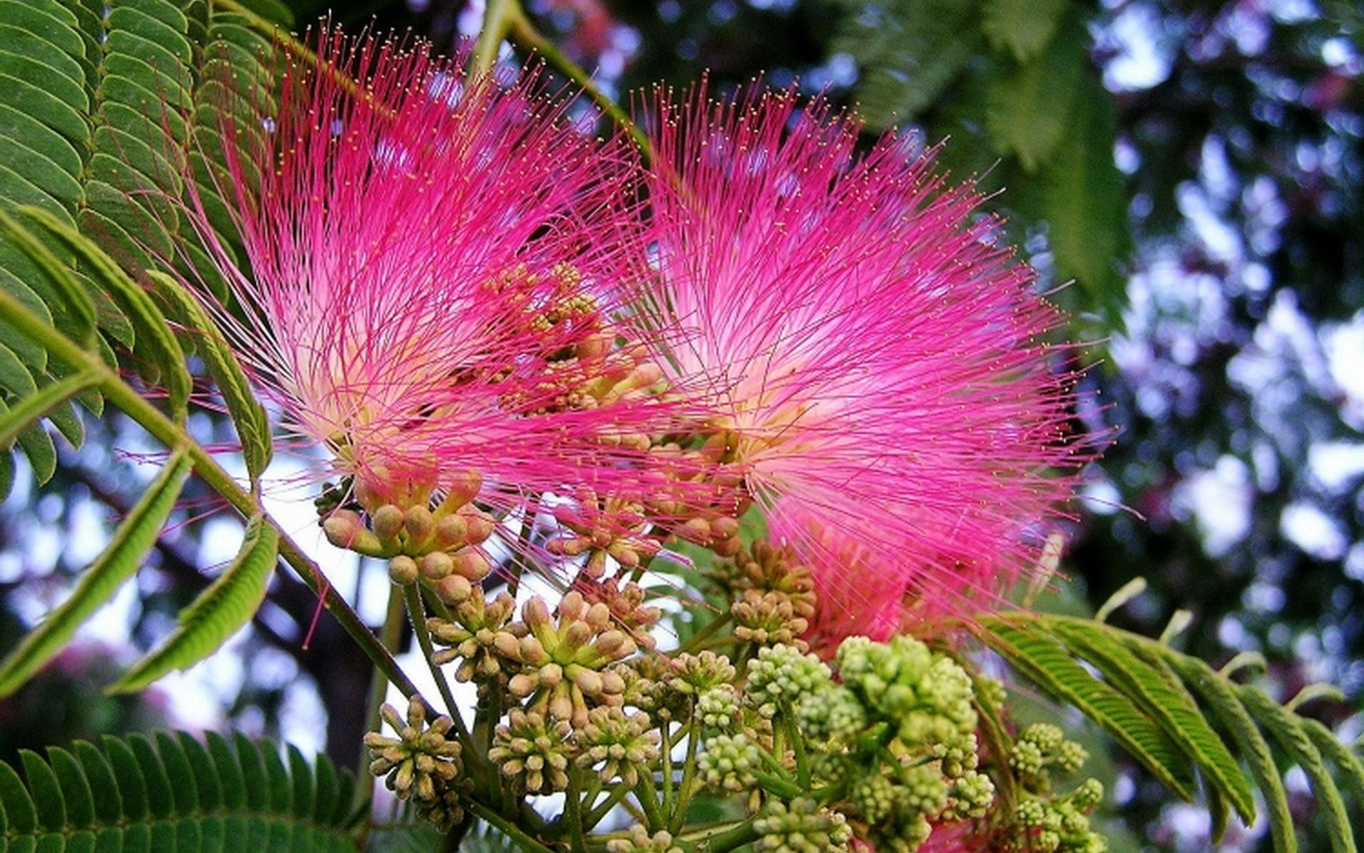 合欢花提取物101合欢花甙源头厂家包邮斯诺特