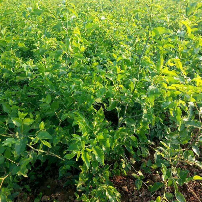 嫁接品种无核枣树苗晚熟品种口感好易管理市场好无核枣树苗