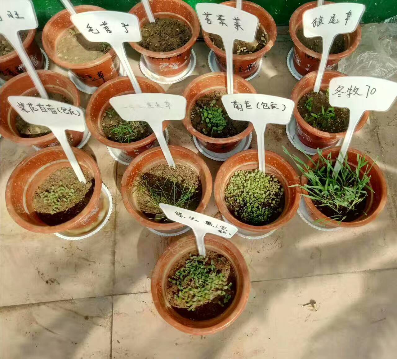 批发优质牧草种子将军菊苣草籽多年生奇可利产量高耐寒适口性好