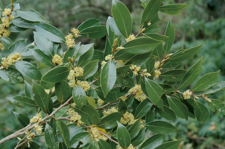 月桂叶提取物兰州现货