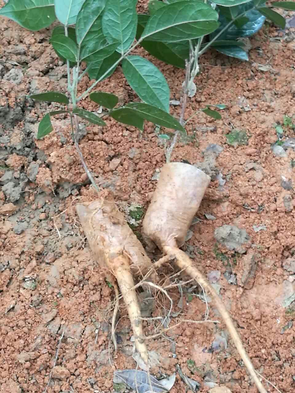 基地批发  牛大力苗  量大价优