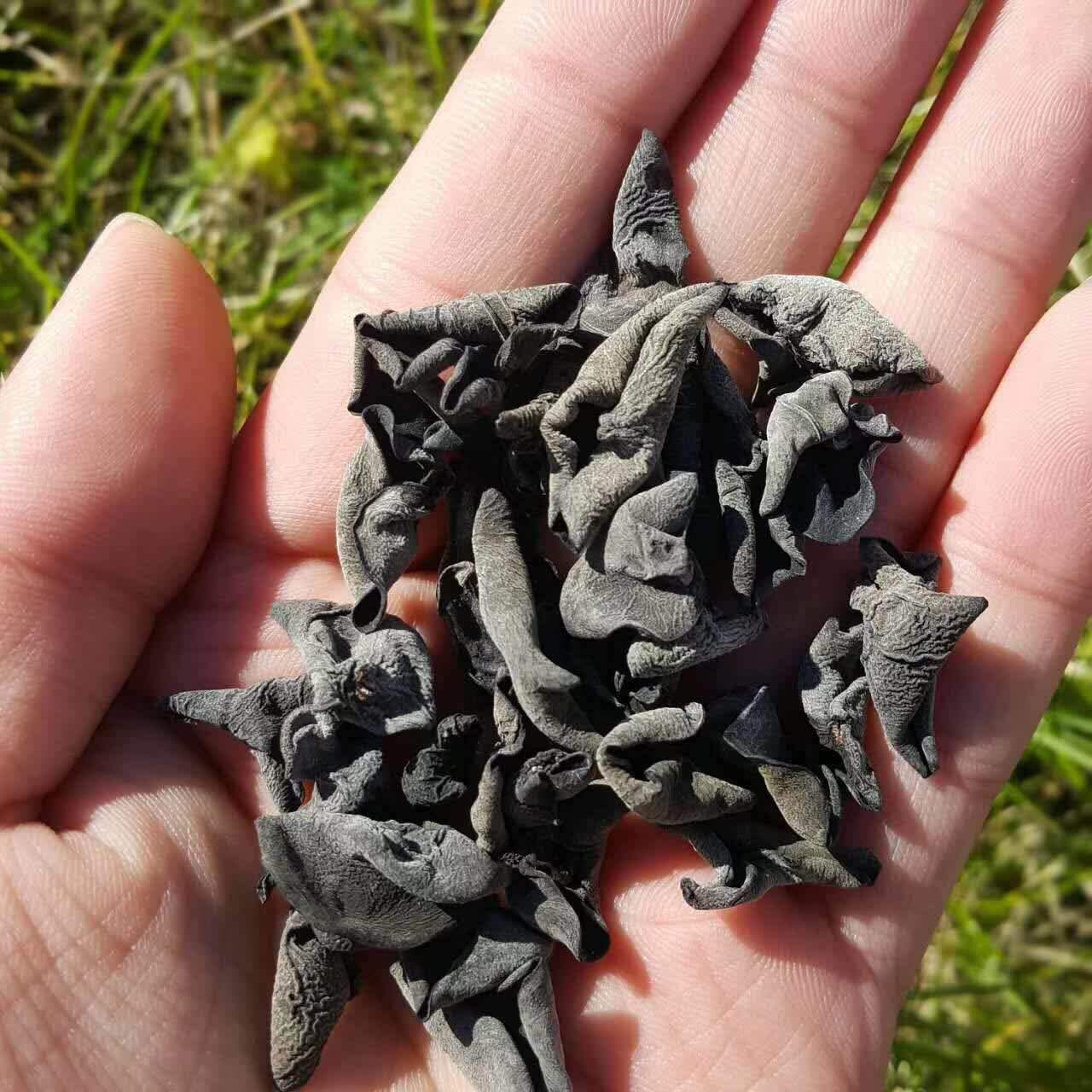 大兴安岭产地直供小木耳碗耳椴木黑木耳黑山农家木耳干货500克