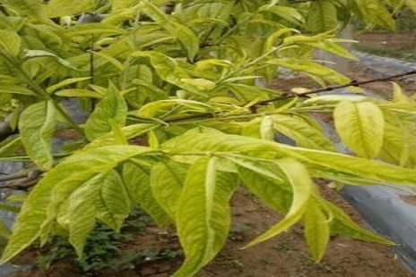 中草药生物制剂通过灌根加喷雾解决桃树黄叶病效果案例