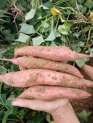 5斤红皮白心小红薯苕香薯新鲜地瓜紫薯 农家特产板栗味高山芋番薯