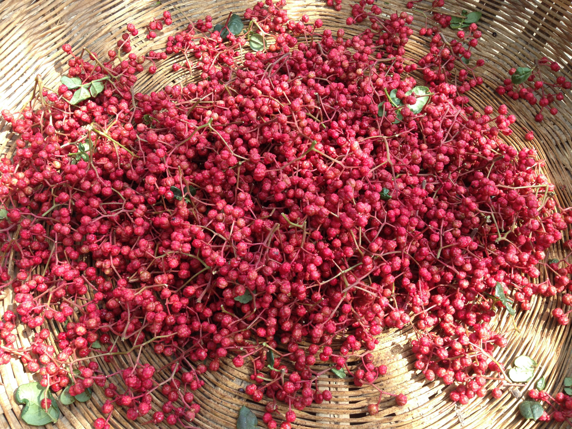 2017新货特麻香武都正宗农家自产大红袍花椒250gpk汉源花椒包邮