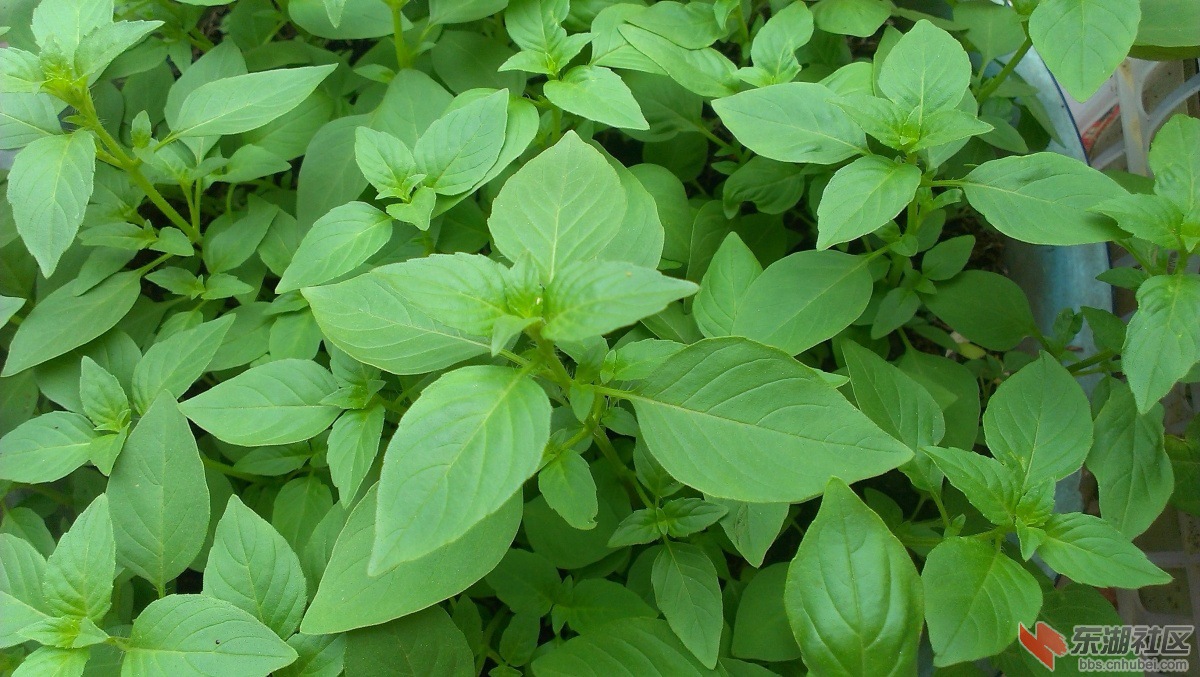 大叶荆芥种子10克/袋 又称异香叶 特色叶子类蔬菜 促销中
