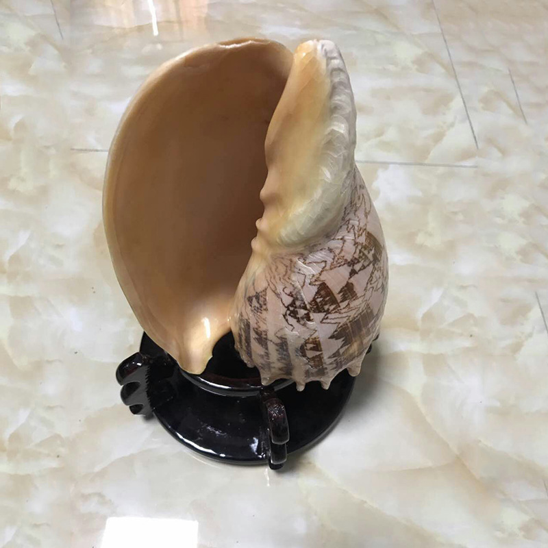 标本名螺帝王螺摆饰 天然大海螺贝壳帝皇螺 标本收藏海螺贝壳批发