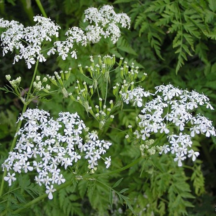 峨参粉 土田七纯粉 峨参浓缩粉