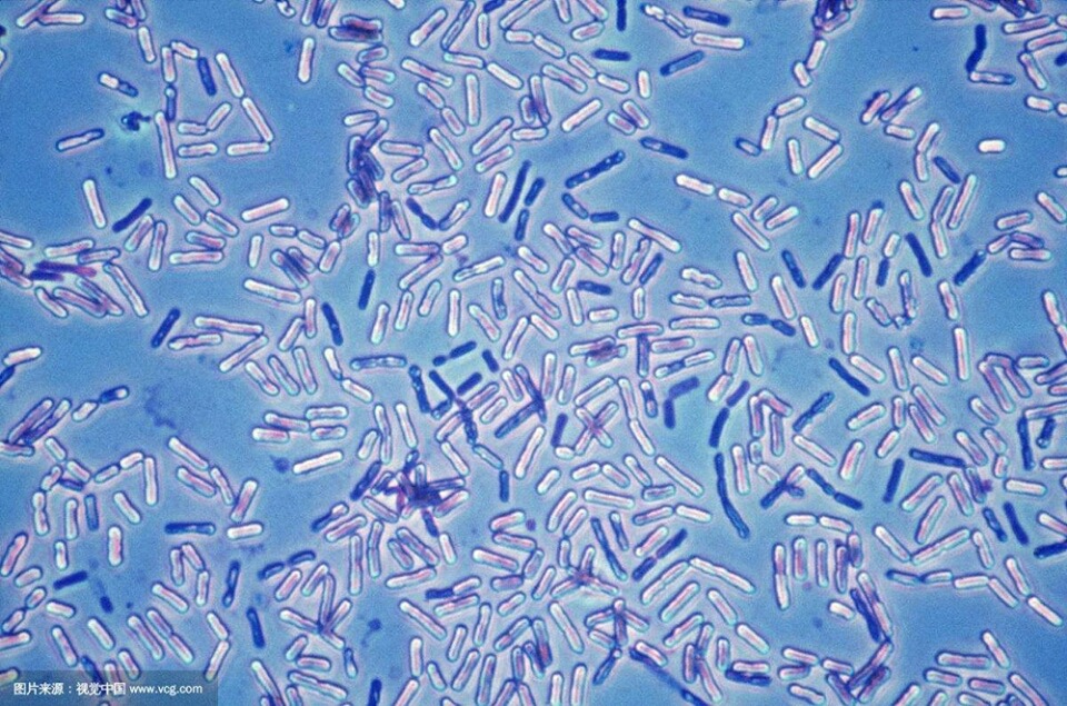 枯草芽孢杆菌 水产饲料禽畜专用虾蟹脱壳素200-2000亿菌素