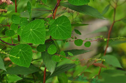白药子提取物 10:1 20:1 30:1_西安__植物提取物-食品商务网