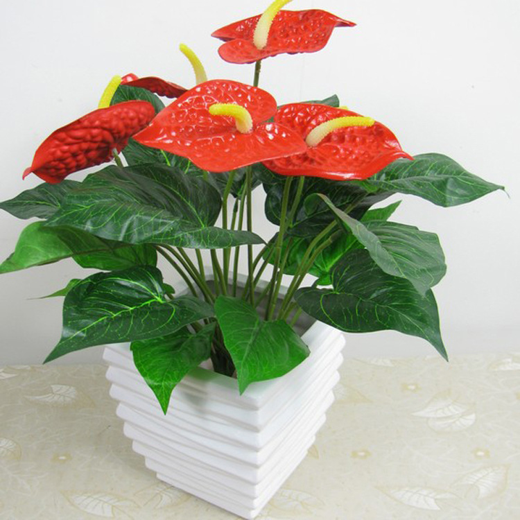 基地批发室内客厅花卉盆栽 红掌 盆景植物 四季常青