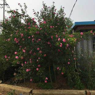 绿化可食用红花重瓣木槿花树苗庭院篱笆围栏墙耐热阴花期久绿植物