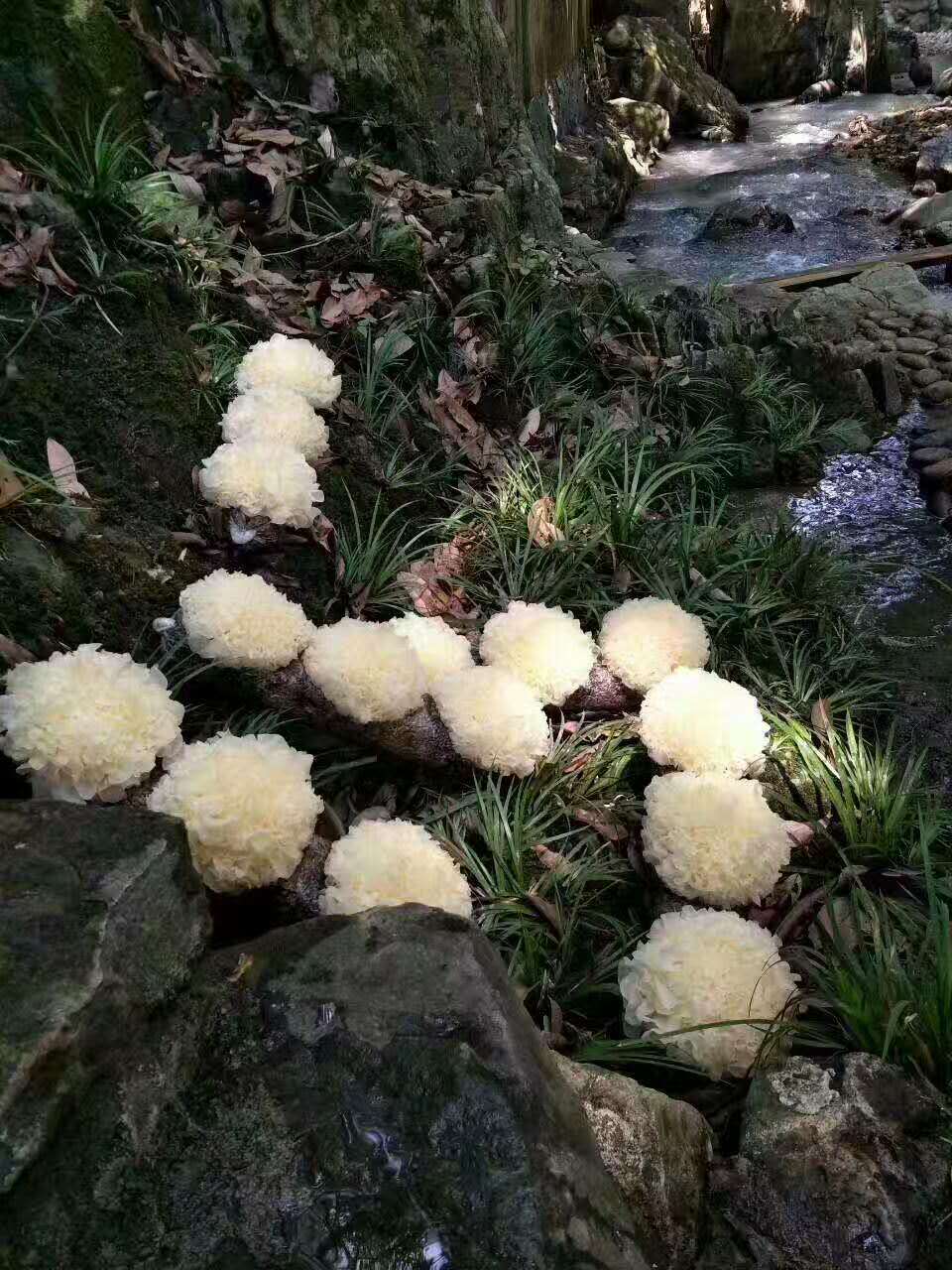 供应 鲜活雪耳白木耳批发-野生木耳交易网