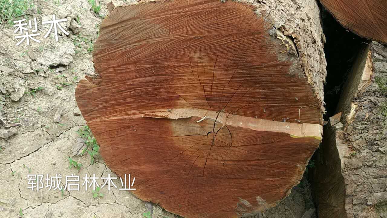 梨木主要产于欧洲及部分亚洲地区,但是供应量不多.