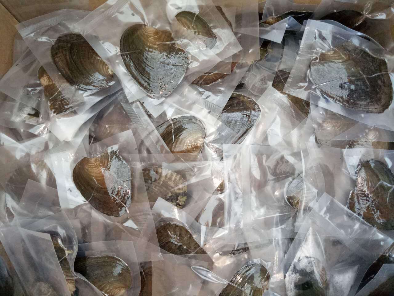 诸暨小型珍珠河蚌真空包装速卖通淘宝珍珠河蚌淡水珍珠贝地摊批发