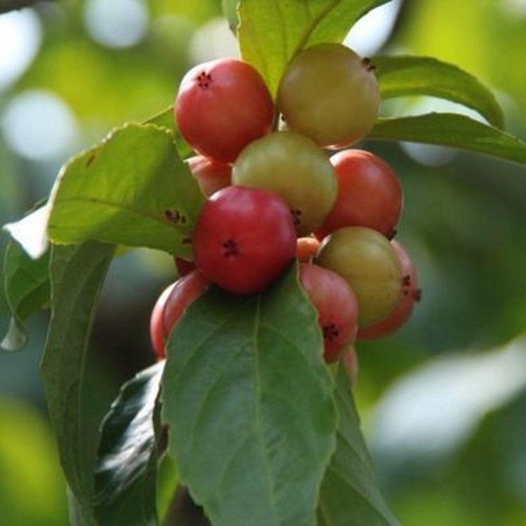 大风子粉大枫子生粉大枫子纯粉价格