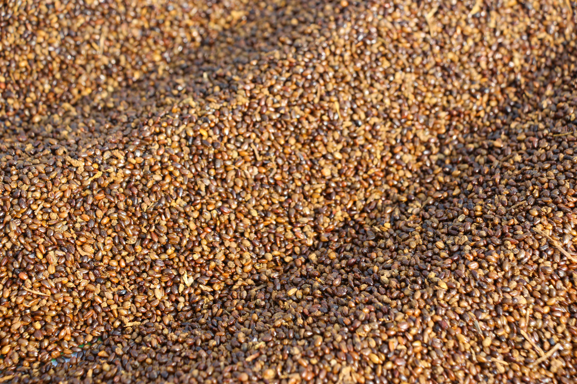 艾康沙棘籽油渣 季节性批发 沙棘植物提取油渣籽渣