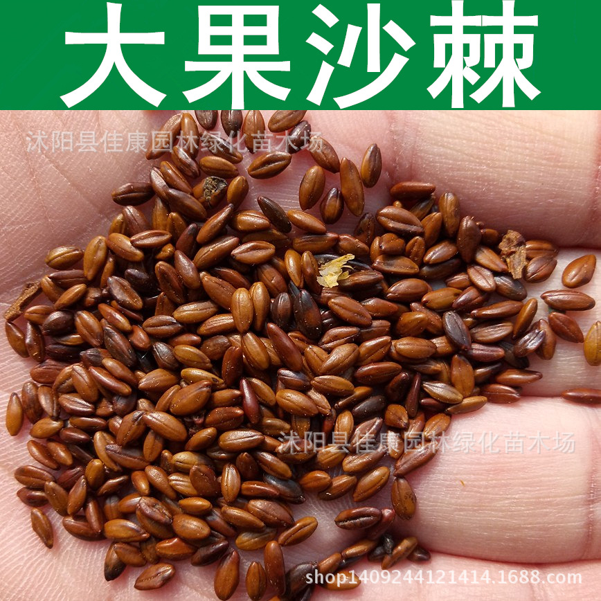 大果沙棘种子醋柳酸刺柳种子黄酸刺大粒沙棘籽1件1斤