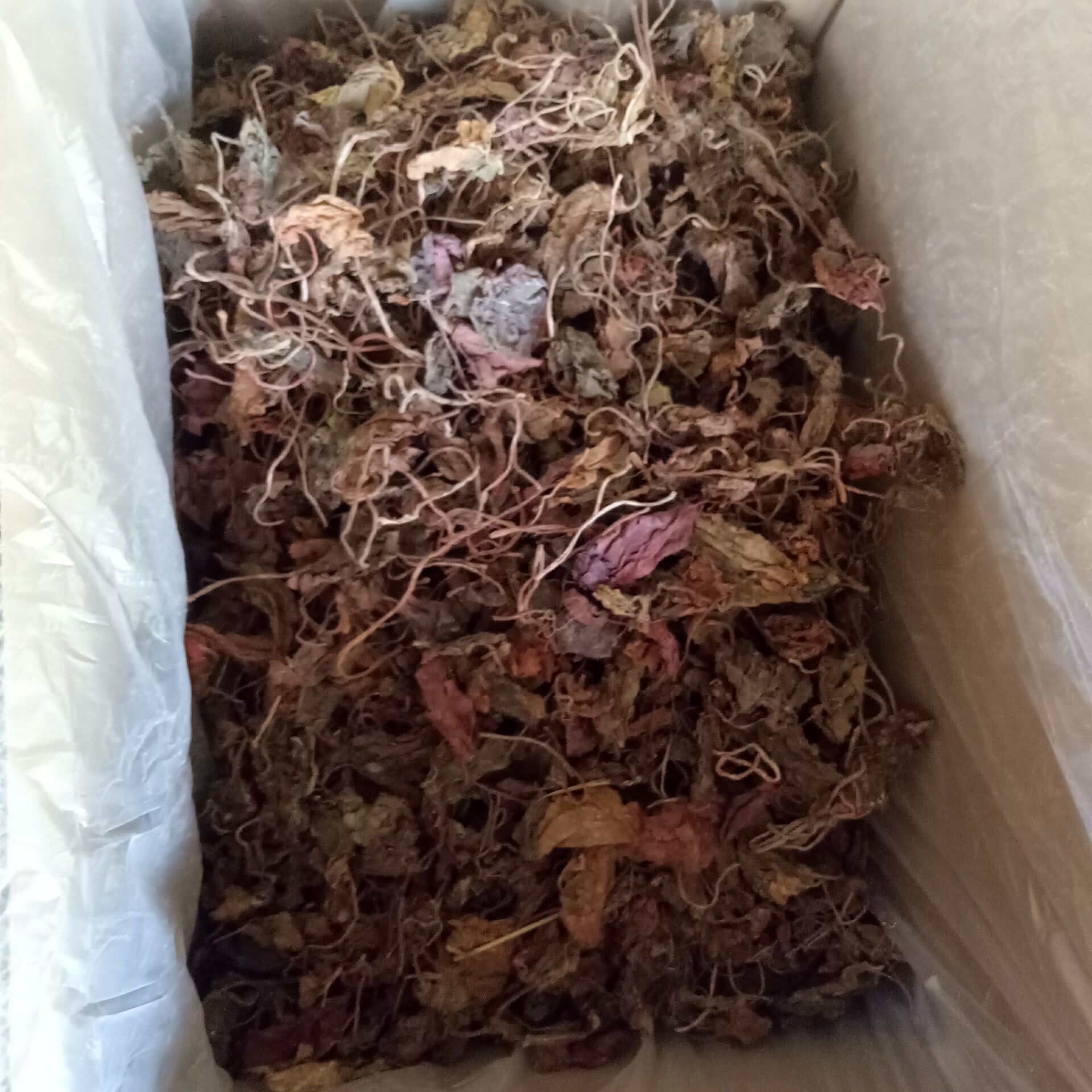 优质 紫背天葵 红天葵 紫天葵 新货无杂