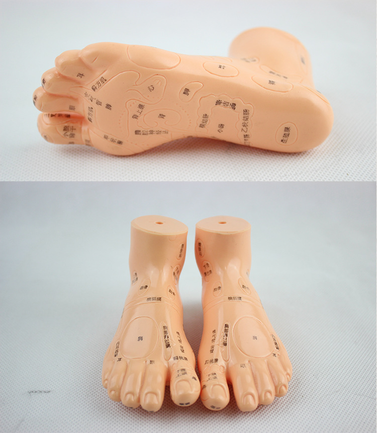 上海伟业脚模型足底按摩模型脚部足部反射区模型按摩针灸艾灸穴位