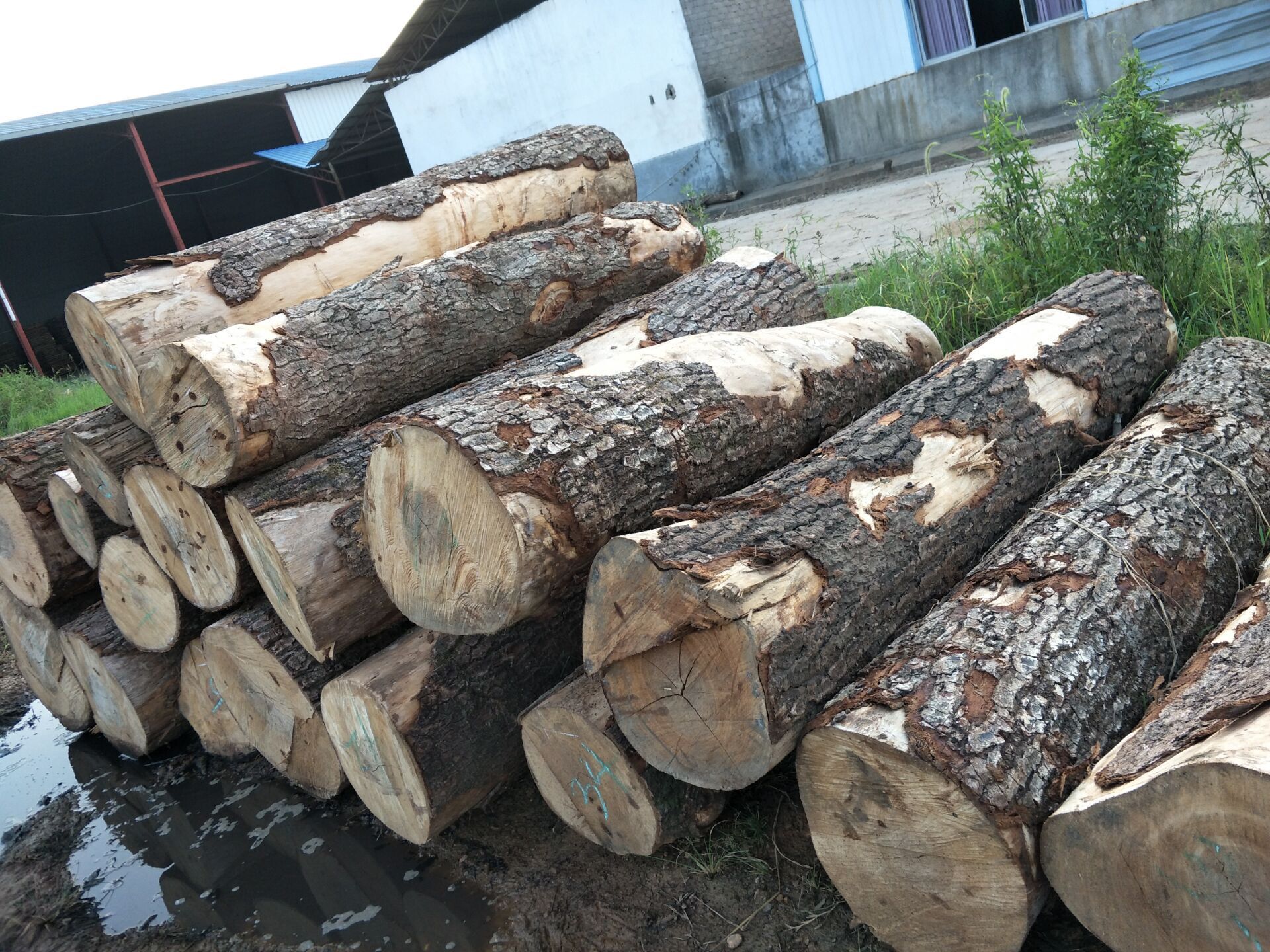 荷木原木,荷木板材,荷木方料