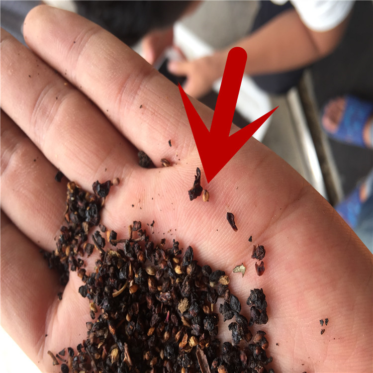 批发出售新采收桑树种子桑葚种子养蚕专用桑树种子高产易种植