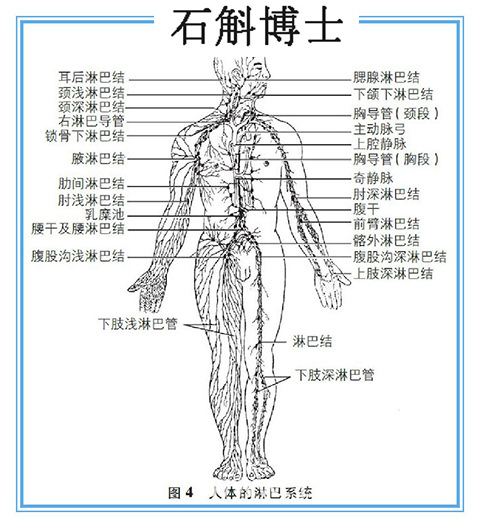 人体的淋巴系统