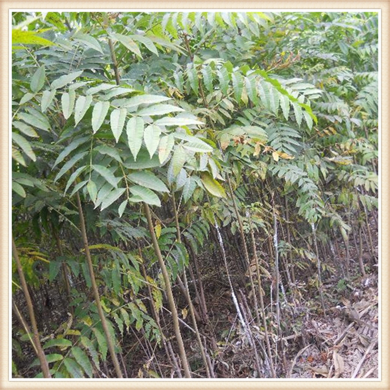 香椿苗假植7天移栽暖棚步骤