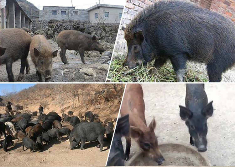 宿迁野猪养殖场/杂交的一代野猪苗价格/三个月的野猪多少钱包邮