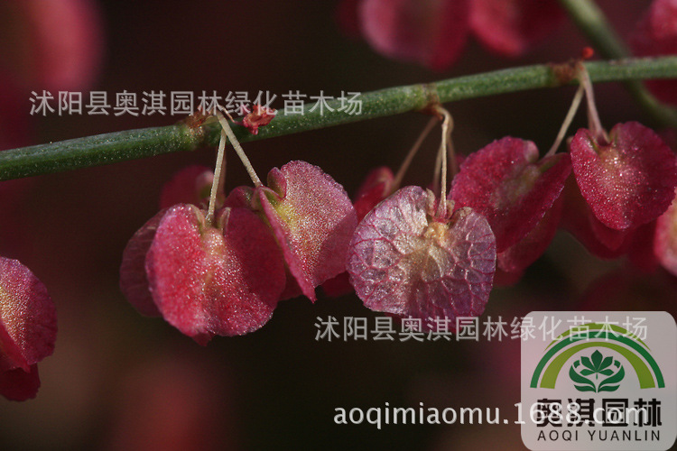 戟叶酸模种子 中药材种子 发芽率高 保质保量 量大优惠 货到付款