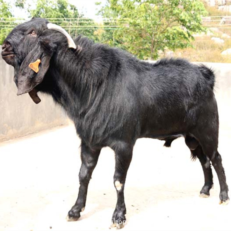 供应改良波尔山羊现在黑山羊市场行情怎么样 好饲养的价格