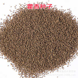 批发花草种子藿香正气草种子 花卉香草出芽率高中药材种子